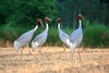 Saras Crane - sarus crane (Grus antigone)