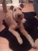 Seamus at 6mths