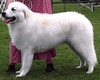 kuvasz
