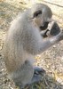 Monkey sanctuary www.monkeyproject.org