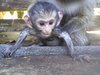 Monkey sanctuary www.monkeyproject.org