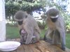 Monkey sanctuary www.monkeyproject.org