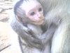 Monkey sanctuary www.monkeyproject.org