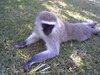 Monkey sanctuary www.monkeyproject.org