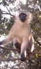Monkey sanctuary www.monkeyproject.org