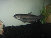 What is this fish?