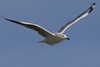 silver gull