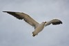 pacific gull