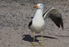 bossy gull (Pacific Gull)