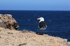 suicide gull 1 (Pacific Gull)