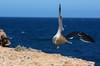 suicide gull 2 (Pacific Gull)