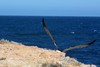 suicide gull 3 (Pacific Gull)