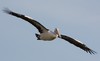 peli-glide - Australian Pelican (Pelecanus conspicillatus)