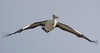 peli-plane - Australian Pelican (Pelecanus conspicillatus)