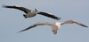 air traffic (Australian Pelican & Pacific Gull)