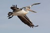 collision course? (Australian Pelican & Pacific Gull)