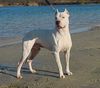 dogo argentino