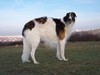 dogs