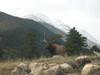 Elk in Rockies