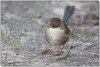 Fairy wrens 1