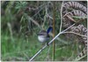 Fairy wrens 2