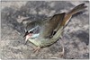 Scrub wrens 1 - White-browed Scrubwren