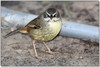 Scrub wrens 2 - White-browed Scrubwren