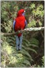 Crimson rosella 1