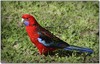 Crimson rosella 2