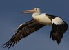 pelican flight 1