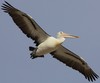 pelican flight 3