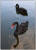 swan reflections