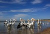 pristine pelicans...
