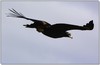 wedgetail eagle - bunjil (Aquila audax)