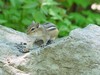 Little Chippy