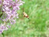 Hummingbird Moth