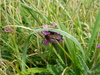 Is this a moth?Seen on clover near Mwnt ,West Wales 11/06/10