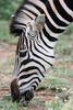 Africa