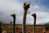 Africa