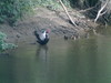 Muscovy Duck in New Boston MI