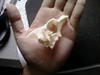 Unknown skull found at beach