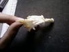 Unknown skull found at beach