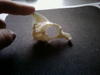 Unknown skull found at beach