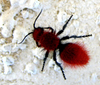 Dasymutilla magnifica