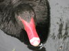 Black Swan