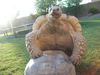 tortoise