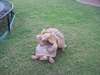 tortoise