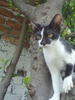 cats kitten