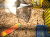 this is Emilmy pet Rat