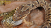 Elaphe dione PALLAS, 1773  누룩뱀 Steppes Ratsnakes